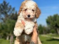 Türkiyenin tek doodle çiftliğinin eşsiz bebekleri