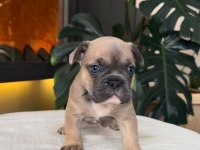REZERVEYE AÇIK EGZOTİK FRENCH BULLDOG SAFKAN YAVRULARIM