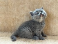 Eşsiz Güzellikte Blue British Shorthair