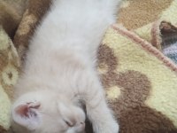 Scottish fold ve scottish straight