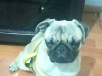 5 aylık pug