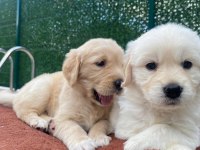 Dişi golden retriever bebekler