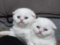 Scottish fold bebeklerim yeni yuvasını arıyorum