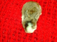 Mini lop tavşan yavrular