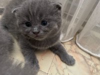 Scottish fold 1,5 aylık dişi