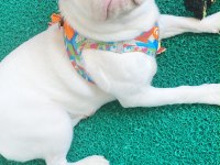 Beyaz albino 6 aylık karneli aşılı pug