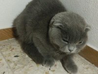 Ücretsiz sahiplendirilecek scottish fold kedimiz