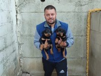 Rottweiler yavrular