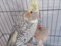2 aylık sultan papağanı (açıklamayı lütfen okuyun)