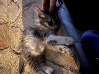 Annesiz iki tane yavru kedi