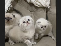 SAFKAN AYI SURAT MAVİ GÖZ KEDİLERİMİZ