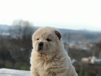 AYI SURAT CHOW CHOW ÇİN ASLANI
