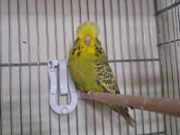 Yavru dişi show jumbo muhabbet kuşları