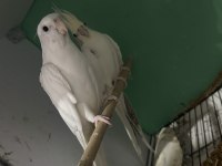 11 Aylık clear pied sultan papağanı