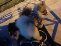 Pomeranian boo 9 aylık