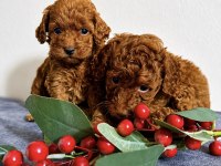 Poodle Bebekleri