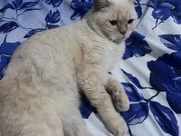 2 yaşında erkek kedimiz ücretsiz sahiplendirilecektir