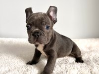Renkli Gözlü Irk Garantili Yavrularım French Bulldog