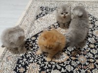 1 anne 2 yavru iran kedisi toplu veya tek