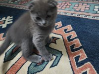 Scottish fold kedimiz