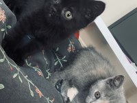 Miniklere acil yuva aranıyor