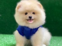 Pomeranian Boo Beneklerimiz