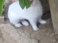 Yavru Renk Cücesi Tavşan