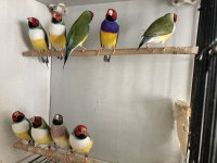 Gökkuşağı İspinozu