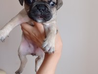Fransız bulldog bebekler