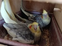 Yumurtalı yavrulu hazır takım sultan papağanlar