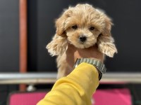 Petmode köpek çiftliğinden tea cup kore maltipoo