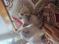 Güzel sevimli ev kedisi cins eğitimi tam