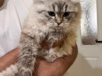 Blue point longhair 7 aylık kedimiz