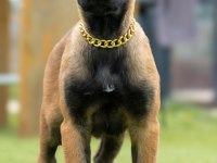 FCI/KIF Şecereli Şampiyon Kan Hattı Malinois Yavrular
