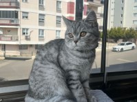 Oyuncu bebek 5 aylık dişi british shorthair