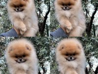 Mersin pomeranian yavru ve sağlıklı köpekler
