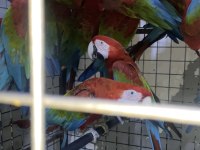 Mavi Macaw Papağanı Eğitime Açık