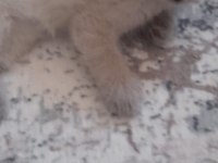 Son 2 yavru scottish fold erkek