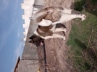 Amerikan Akita yetişkin 1 erkek ve 1 dişi