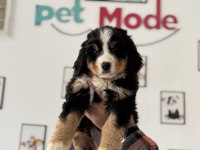 Petmode Köpek Çiftliğinden Bernese Yavrumuz