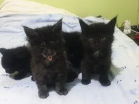 Maine coon black solid dişi ve erkek
