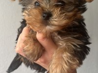 Yorkshire terrier