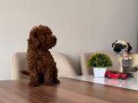 ÜST KALİTE TOY POODLE YAVRULARIMIZ