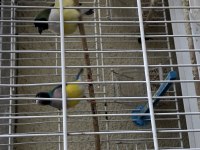 İspinoz finch