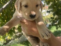 Safkan golden retriever yavrularımız