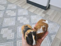Yavru ginepigler