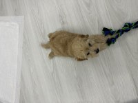 6 aylık apricot maltipoo