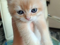 Safkan British Shorthair Bebeklerimiz