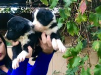 Zeka küpü border collie yavrularım