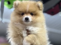 Uygun pomeranian arayanlara